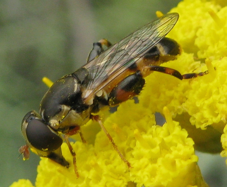 Syritta pipiens e..